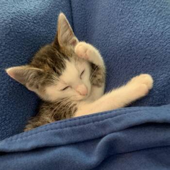 Moon Pie -  Domestic Short Hair Cat for Adoption in Chattanooga, Tennessee - Moon Pie | PetCurious
