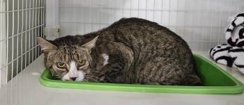 Rescue Domestic Short Hair Cats for Adoption in Claremont, New Hampshire - Luka - FIV Positive | PetCurious