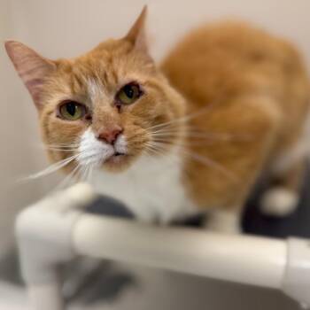 Margaret -  Domestic Short Hair Cat for Adoption in Sarasota, Florida - Margaret | PetCurious
