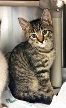 Brett -  Domestic Short Hair Cat for Adoption in Morristown, New Jersey - Brett | PetCurious