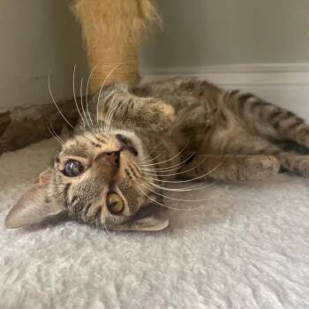 Rescue Domestic Short Hair Cats for Adoption in Orlando, Florida - Ellie | PetCurious