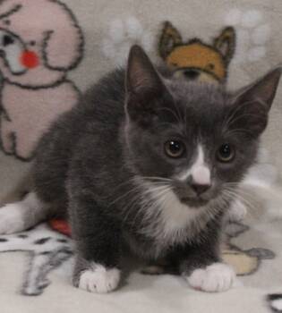 Rescue Domestic Short Hair Cats for Adoption in Vacaville, California - Daisy May | PetCurious