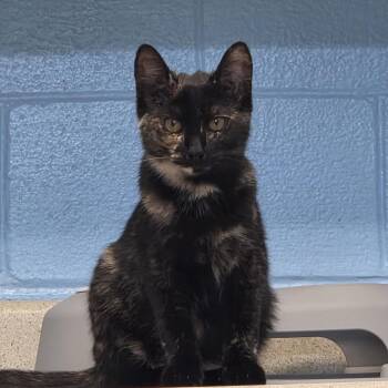 Cayenne -  Domestic Short Hair Cat for Adoption in Carthage, North Carolina - Cayenne | PetCurious
