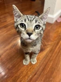 Rescue Domestic Short Hair Cats for Adoption in Davis, California - Sprout | PetCurious