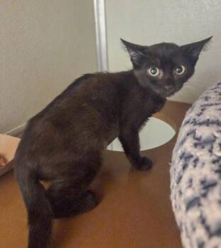 Nebula -  Domestic Short Hair Cat for Adoption in Fresno, California - Nebula | PetCurious