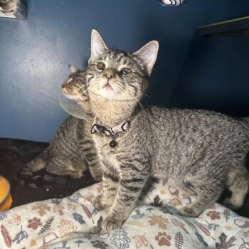 Maxine -  Domestic Short Hair Cat for Adoption in San Antonio, Texas - Maxine | PetCurious