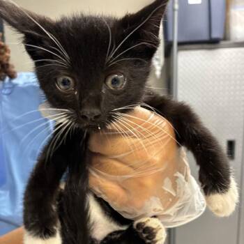 Batalina -  Domestic Short Hair Cat for Adoption in Newark, New Jersey - Batalina | PetCurious