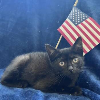 Thomas Jeffurson -  Domestic Short Hair Cat for Adoption in Oceanside, New York - Thomas Jeffurson | PetCurious
