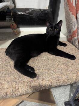 Onyx -  Domestic Short Hair Cat Available for Adoption in Denison, Iowa - Onyx | PetCurious