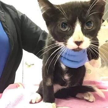 LUNA -  Domestic Short Hair Cat for Adoption in Riverside, California - LUNA | PetCurious