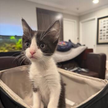 Rescue Domestic Short Hair Cats for Adoption in Elfin Forest, California - Jersey | PetCurious