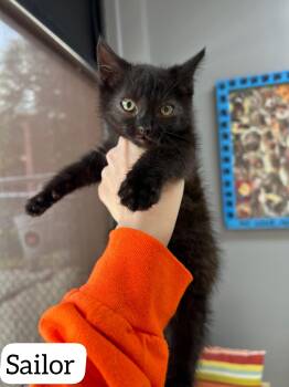 Sailor -  Domestic Short Hair Cat for Adoption in Dyersburg, Tennessee - Sailor | PetCurious