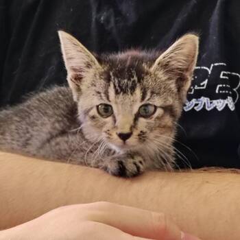 Gravel -  Domestic Short Hair Cat for Adoption in Indiana, Pennsylvania - Gravel | PetCurious