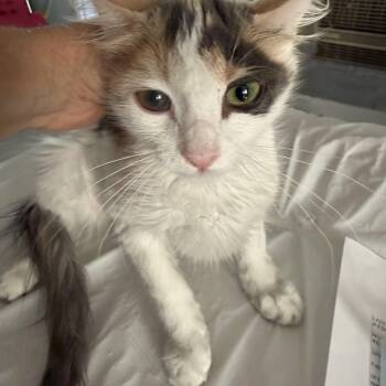 Bippity Bap -  Calico Cat for Adoption in Las Vegas, Nevada - Bippity Bap | PetCurious
