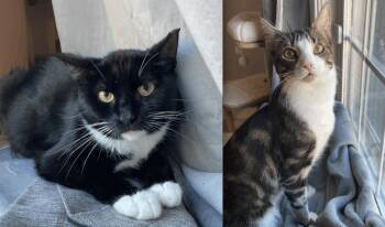 Rescue American Shorthair Cats for Adoption in Medford, Massachusetts - Avatar & Quinn | PetCurious
