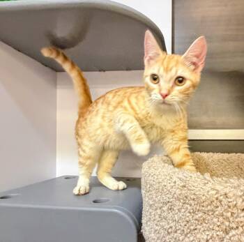 Peach pie -  Domestic Short Hair Cat for Adoption in Syosset, New York - Peach Pie | PetCurious