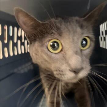 Harriet -  American Shorthair Cat for Adoption in Lake Jackson, Texas - Harriet | PetCurious