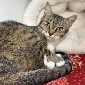 Foxy -  Domestic Short Hair Cat for Adoption in Reisterstown, Maryland - Foxy | PetCurious