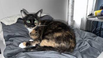 Domestic Short Hair Cats Available for Adoption - Tortellini | PetCurious