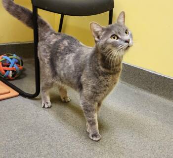 Rescue Domestic Short Hair Cats for Adoption in Manassas, Virginia - MJ And WILLOW | PetCurious