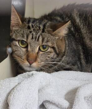 Mija -  Domestic Short Hair Cat for Adoption in Bloomington, Indiana - Mija | PetCurious