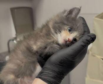 Bendy -  Domestic Short Hair Cat Available for Adoption in Sevierville, Tennessee - Bendy | PetCurious