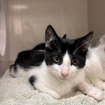 Saga -  Domestic Short Hair Cat for Adoption in Redwood City, California - Saga | PetCurious