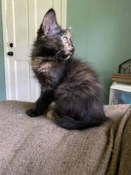 Mayhem -  Domestic Medium Hair Cat Available for Adoption in Groveland, Massachusetts - Mayhem | PetCurious