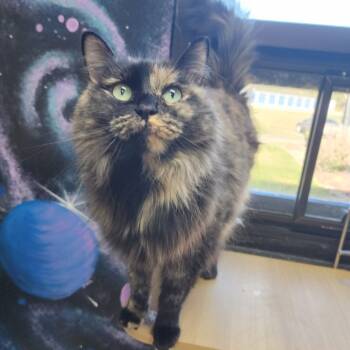 Rescue Domestic Long Hair Cats for Adoption in Dixon, Illinois - Pancake | PetCurious