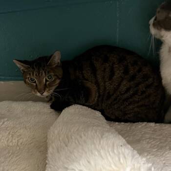 Pear (16) -  Domestic Short Hair Cat for Adoption in Bedford, New Hampshire - Pear (16) | PetCurious