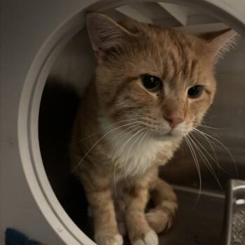 Domestic Medium Hair Cats Available for Adoption in Council Bluffs, Iowa - Ozzie | PetCurious