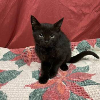 Rescue Domestic Short Hair Cats for Adoption in Modesto, California - A603715 | PetCurious