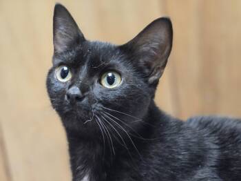 Siren -  Domestic Short Hair Cat for Adoption in Allison Park, Pennsylvania - Siren | PetCurious