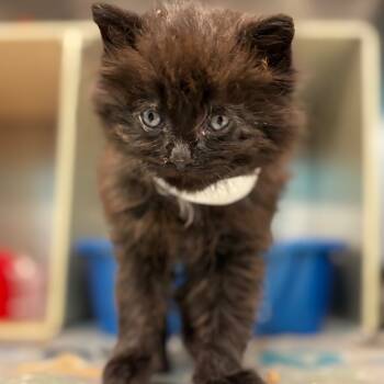 Rescue Domestic Long Hair Cats for Adoption in Vineland, New Jersey - Barkis | PetCurious