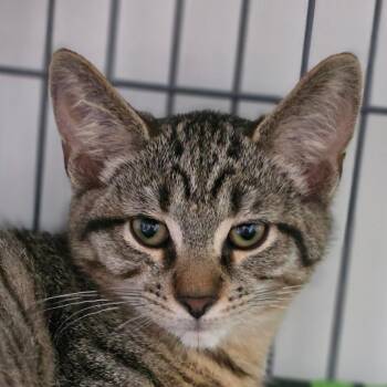 Deacon -  Domestic Short Hair Cat for Adoption in Muncie, Indiana - Deacon | PetCurious