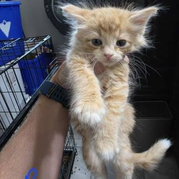 New Baby 4 -  Domestic Medium Hair Cat for Adoption in Maple Falls, Washington - New Baby 4 | PetCurious
