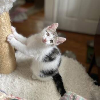 Maui -  Domestic Short Hair Cat for Adoption in Atlanta, Georgia - Maui | PetCurious