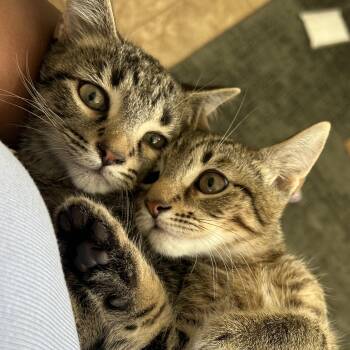 Do & Re (Perfect 1st Cat Owner Kitties) -  Domestic Short Hair Cat for Adoption in Pompano Beach, Florida - Do & Re (Perfect 1st Cat Owner Kitties) | PetCurious