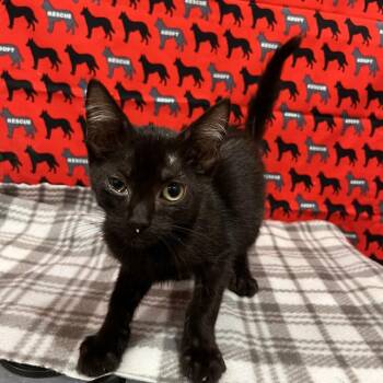 Mandy -  Domestic Short Hair Cat for Adoption in Washburn, Missouri - Mandy | PetCurious