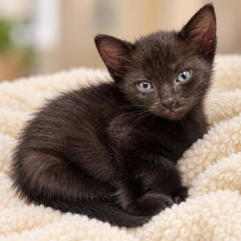 Peppa (Pre-Adoptable) -  Domestic Short Hair Cat for Adoption in Los Angeles, California - Peppa (Pre-Adoptable) | PetCurious
