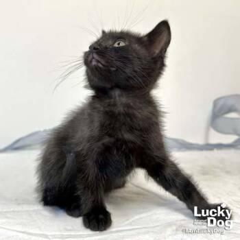 Domestic Short Hair Cats Available for Adoption in Washington, District Of Columbia - Cinderella | PetCurious