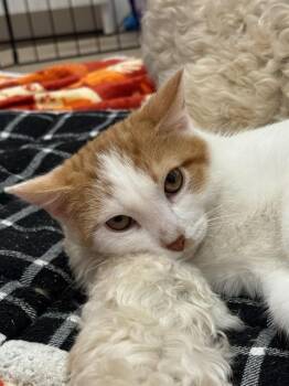 HOBBES -  Domestic Short Hair Cat for Adoption in Aurora, Colorado - HOBBES | PetCurious