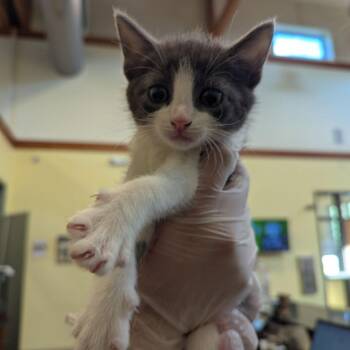 Caroline -  Domestic Short Hair Cat for Adoption in Lynchburg, Virginia - Caroline | PetCurious