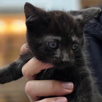 Inky -  Domestic Short Hair Cat for Adoption in Buellton, California - Inky | PetCurious
