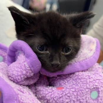 Jett (J1) -  Domestic Short Hair Cat for Adoption in Ojai, California - Jett (J1) | PetCurious