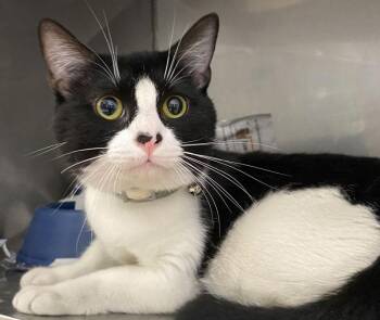Romeo 23833 -  Domestic Short Hair Cat for Adoption in Monroe, Georgia - Romeo 23833 | PetCurious
