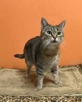 Bea -  Domestic Short Hair Cat for Adoption in Estherville, Iowa - Bea | PetCurious