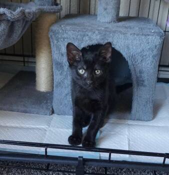 Max -  Bombay Cat for Adoption in Fresno, California - Max | PetCurious