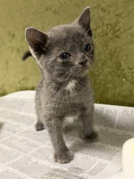 TWINKLE -  Domestic Short Hair Cat for Adoption in Riverside, California - TWINKLE | PetCurious