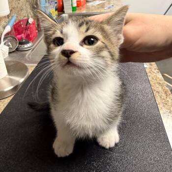 Persimmon -  Domestic Short Hair Cat for Adoption in Dickinson, Texas - Persimmon | PetCurious